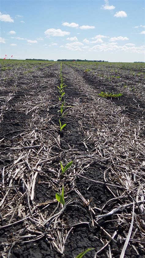 Till Or No Till After Soybeans Top Crop Managertop Crop Manager