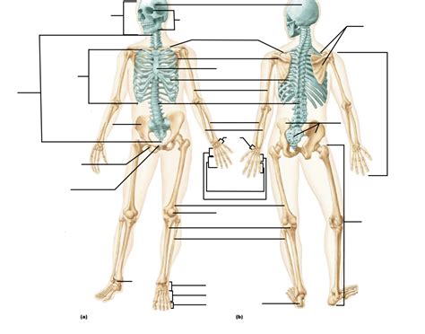 The Human Skeleton - Basic Labelling Quiz