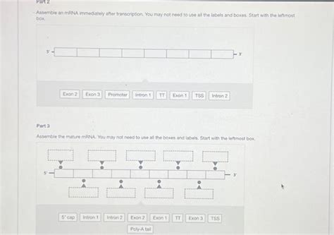 Solved Label this diagram of a gene. Assemble an mRNA | Chegg.com 