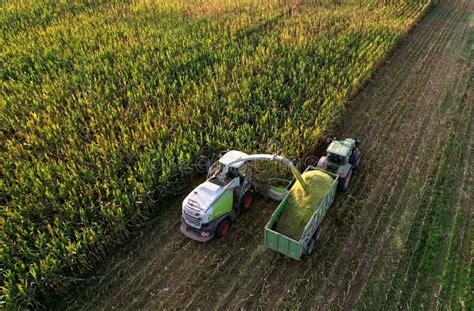 Forage Harvester Claas On Maize Cutting For Silage In Field Self