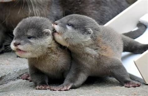 Otter Pups Playing Otters Cute Baby Otters Otters