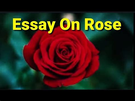 Sentences About Rose Flower In Hindi Best Flower Site