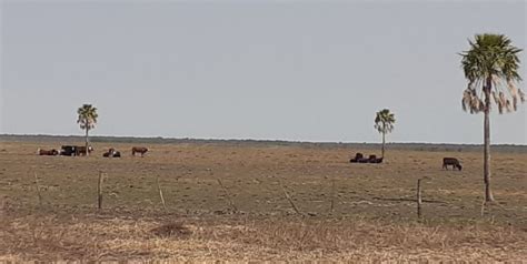 Santa Fe Apunta A Decretar Una Emergencia Agropecuaria De Precisi N