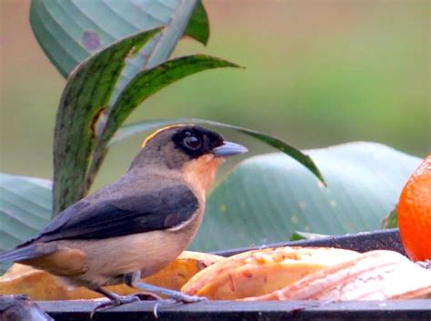 Cinco Motivos Para Conhecer O Roteiro De Observa O De Aves Da Costa