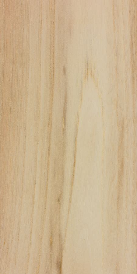 Candlenut | The Wood Database (Hardwood)