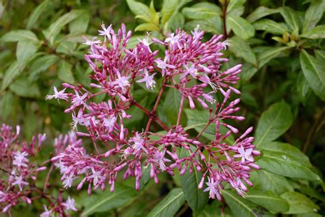 8 Top Varieties Of Fuchsia Flowers