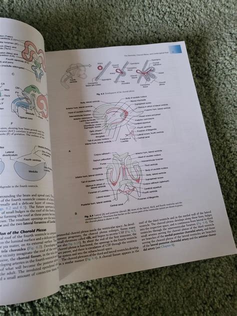 Wheater S Histology Hobbies Toys Books Magazines Textbooks On