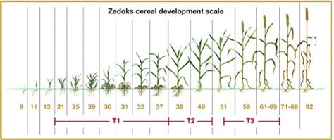 Rolling Cereal Rye Tips For Success Guest Blog By Dana Jokela Practical Farmers Of Iowa