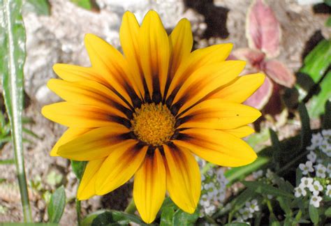 Yellow Gazania (5) Free Stock Photo - Public Domain Pictures