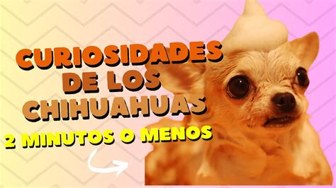 Curiosidades Sobre Los Chihuahuas Que Har N Que Te Mueras De Amor