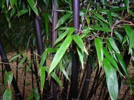 Bambu Preto Phyllostachys Nigra Muchisasa