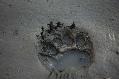 Bear Tracks Identification Guide For Snow Mud And More A Z Animals