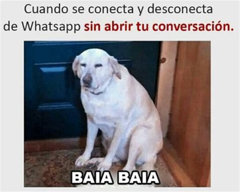 28 Memes de perros que te harán derramar lágrimas de risa