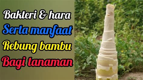 Manfaat Rebung Bambu Bagi Tanaman Youtube