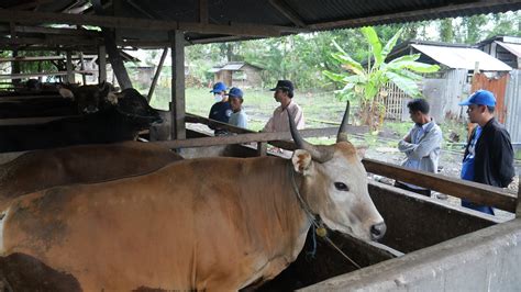 Ketentuan Dan Syarat Hewan Qurban Yang Wajib Kita Ketahui Human