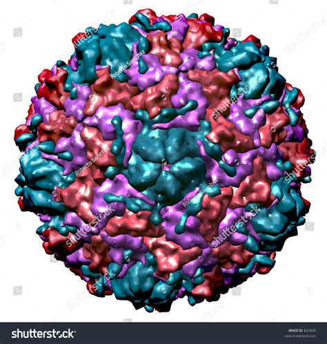 Rendering Three Dimensional Structure Rhinovirus Common Stock Illustration 825945 - Shutterstock