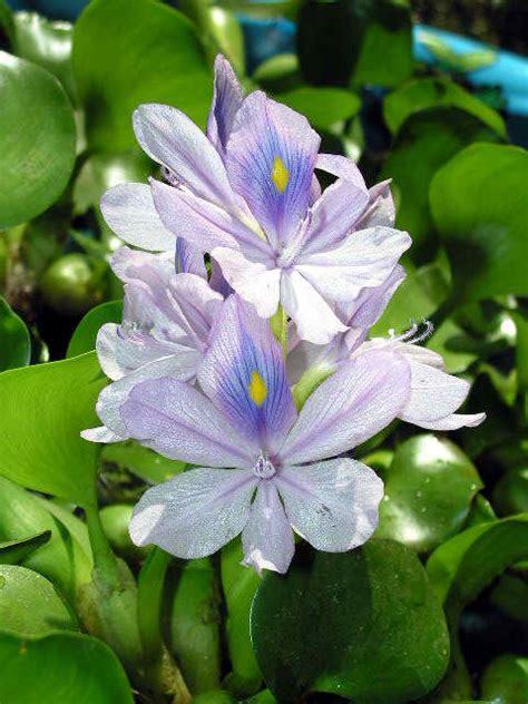 The Pondplant Girl S Blog Keeping Water Lettuce And Water Hyacinth Green