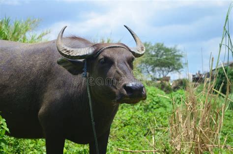 Carabao Water Buffalo In The Nature Of The Philippines Stock Image