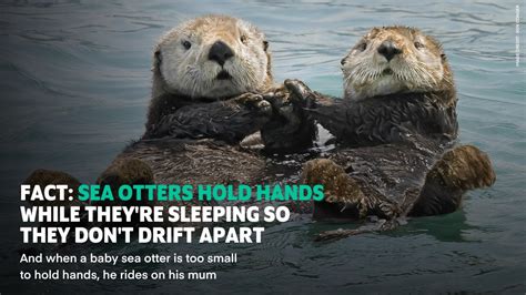 Baby Sea Otter Holding Hands