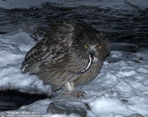 Blakiston s Fish Owl Bubo blakistoni with prey Photo by Aurélien