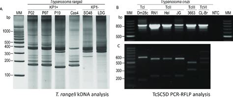 Genetic Characterization Trypanosoma Cruzi And Trypanosoma Rangeli