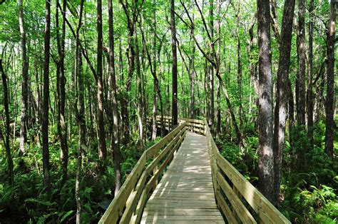 Green Forest Wooden Path Wallpapers