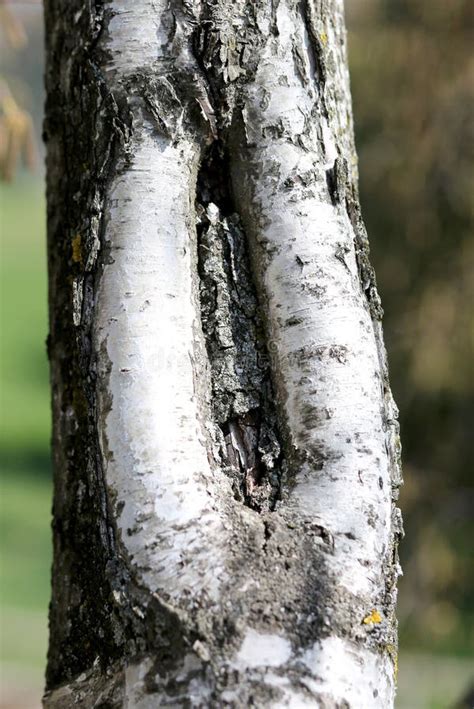 Bark Of A Birch With The Shape Like A Vagina Stock Photo Image Of