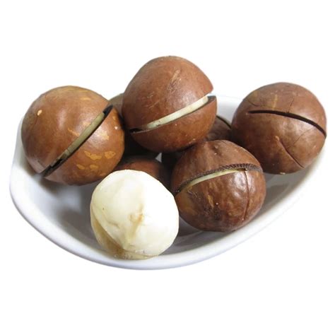 New Crop Macadamia Nuts In Shell Cheap Price Roasted From Thailand