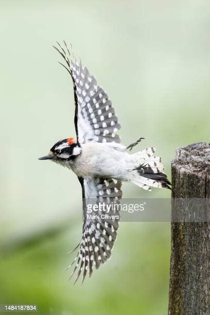 Downy Woodpecker Photos And Premium High Res Pictures Getty Images