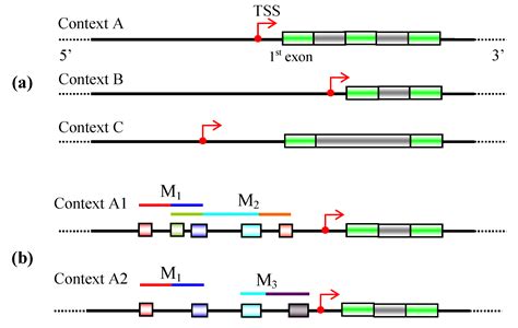 Transcription Factor Binding Site