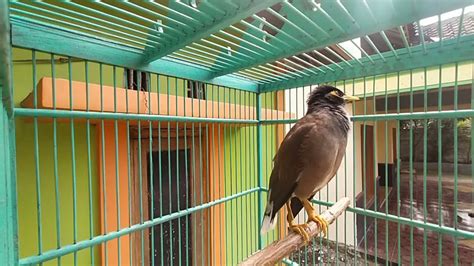 Hanya Dengan Pancingan Suara Jalak Nias Ini Semua Burung Langsung