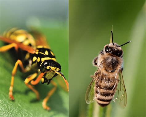 Wasps Vs Bees What S The Difference Excel Pest Services