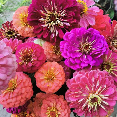 Flowers – Page 17 – Stems Flower Farm