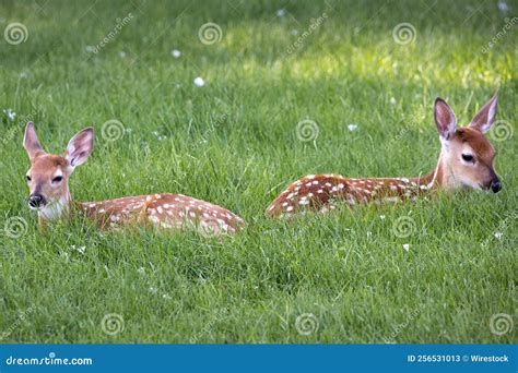 Cute Fawns in the Green Field Stock Image - Image of sweet, fawns ...