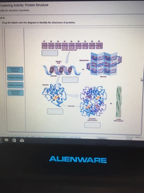 Solved Identify The Structures Of Proteins Drag The Labels