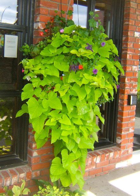 How To Grow Ornamental Sweet Potato Vine Creative Display Ideas Artofit