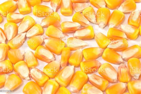 Hybrid Corn Seed Pile As Background Stock Photo Download Image Now