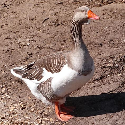 Petersfield Heath Pond 2020 Toulouse Duck