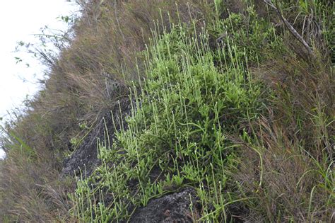 Lycopodium japonicum – eFlora of India