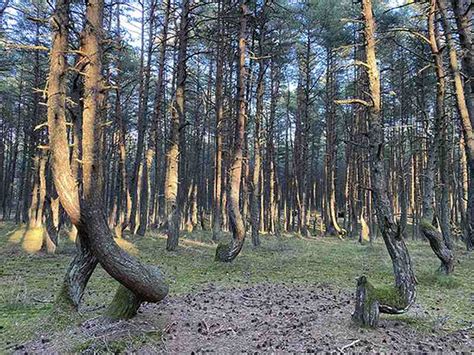 На Куршской косе раскрыли самую жуткую тайну Танцующего леса