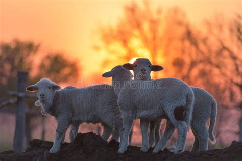 Little Newborn Lamb In Springtime In Sunset Light Stock Photo Image