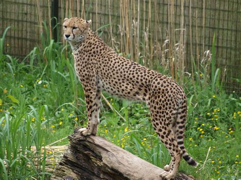 Chester Zoo Cheetahs Nigel Swales Flickr