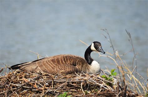 Canada Goose On Her Nest Photo By Tina Shawusfws Flickr