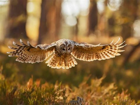 What Do Tawny Owls Eat Birdfact