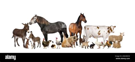 Large group of many farm animals standing together Stock Photo - Alamy