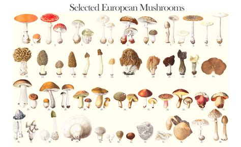 Types Of Fungi Mushrooms