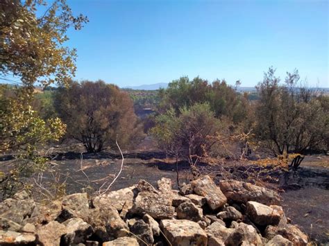 Incendi Ettari In Fumo Nel Sud Sardegna Stato Calamit La Sicilia