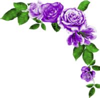 Purple Rose Enchanting Blossom Nature Gift Symbol Of Love Timeless