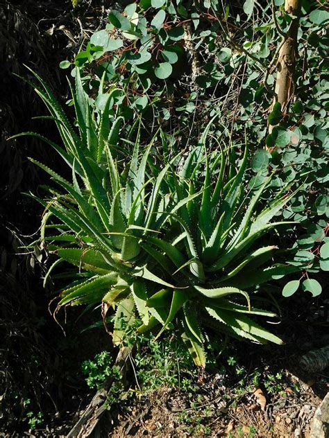 Candelabra Aloe From River Loop Greyton 7233 South Africa On April 28