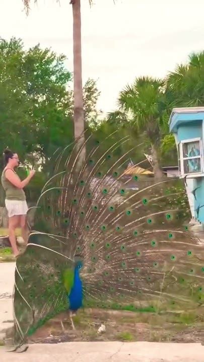 Florida Wild Peacocks Youtube